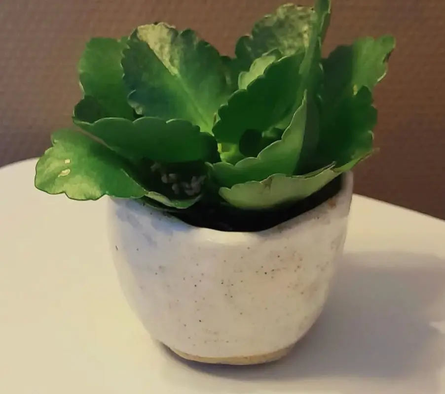 Cache pot Clémence