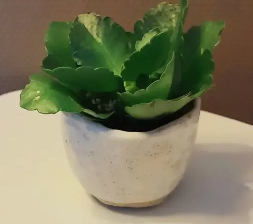 Cache pot Clémence